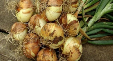 Jak a kde je lepší sušit cibuli po sklizni ze zahrady